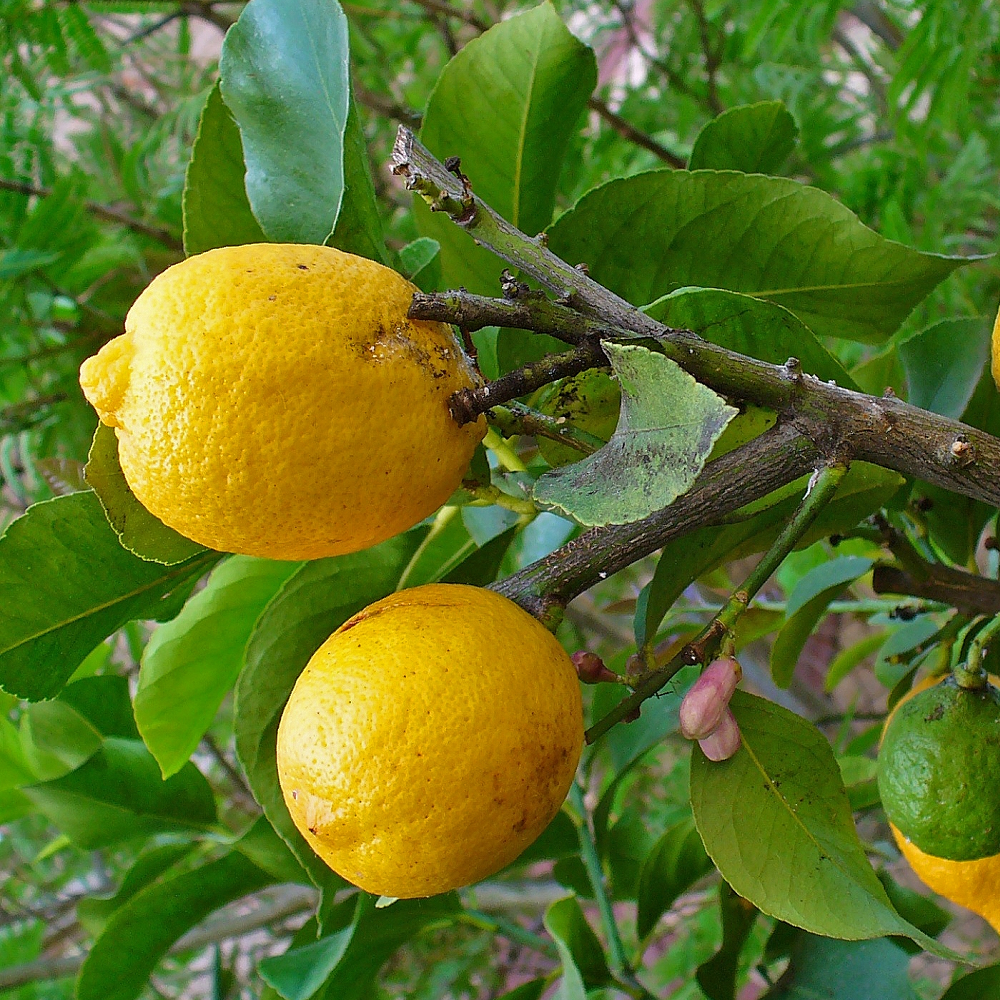 High-Yielding Garden Lemon